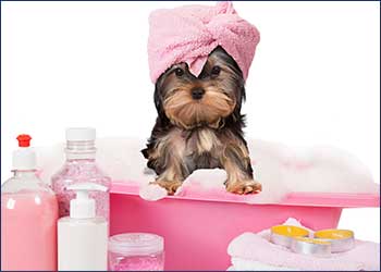 Cutie Paws Grooming Penticton Okanagan,dog grooming Penticton Okanagan,dog grooming Penticton,Penticton Okanagan,Okanagan,dog grooming,clean dog penticton