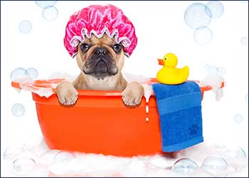 Cutie Paws Grooming Penticton Okanagan,dog grooming Penticton Okanagan,dog grooming Penticton,Penticton Okanagan,Okanagan,dog grooming,clean dog penticton