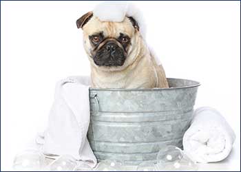 Cutie Paws Grooming Penticton Okanagan,dog grooming Penticton Okanagan,dog grooming Penticton,Penticton Okanagan,Okanagan,dog grooming,clean dog penticton