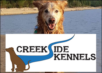 Cutie Paws Grooming Penticton Okanagan,dog grooming Penticton Okanagan,dog grooming Penticton,Penticton Okanagan,Okanagan,dog grooming,clean dog penticton