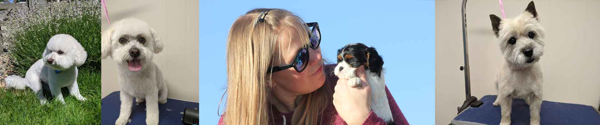 Cutie Paws Grooming Penticton Okanagan,dog grooming Penticton Okanagan,dog grooming Penticton,Penticton Okanagan,Okanagan,dog grooming,clean dog penticton