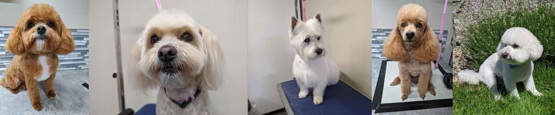 Cutie Paws Grooming Penticton Okanagan,dog grooming Penticton Okanagan,dog grooming Penticton,Penticton Okanagan,Okanagan,dog grooming,clean dog penticton