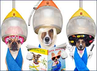 Cutie Paws Grooming Penticton Okanagan,dog grooming Penticton Okanagan,dog grooming Penticton,Penticton Okanagan,Okanagan,dog grooming,clean dog penticton