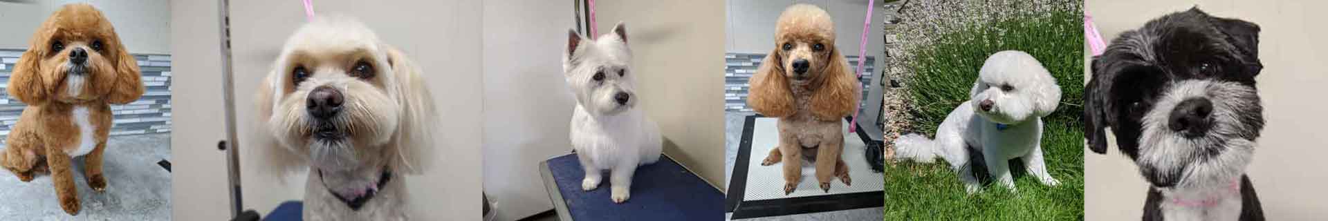 Cutie Paws Grooming Penticton Okanagan,dog grooming Penticton Okanagan,dog grooming Penticton,Penticton Okanagan,Okanagan,dog grooming,clean dog penticton