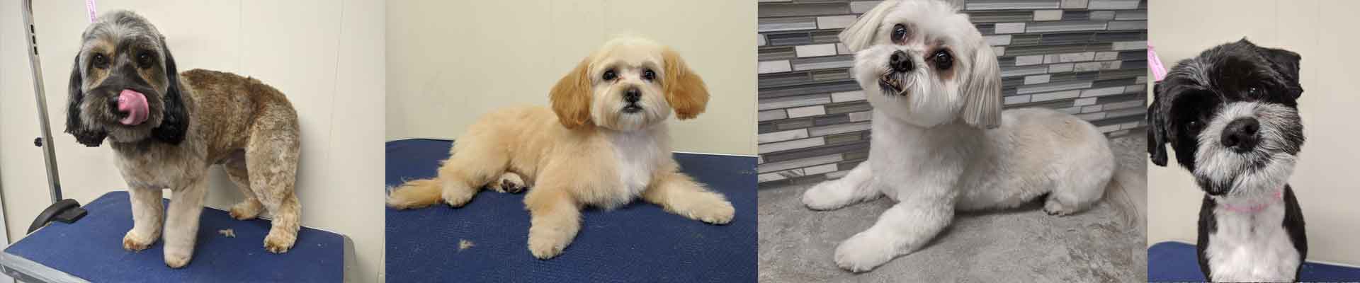 Cutie Paws Grooming Penticton Okanagan,dog grooming Penticton Okanagan,dog grooming Penticton,Penticton Okanagan,Okanagan,dog grooming,clean dog penticton